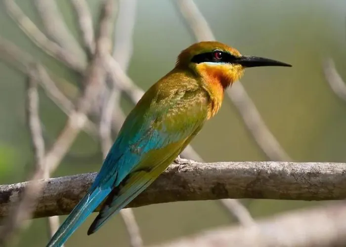 Penida Bird Sanctuary Camp Klungkung