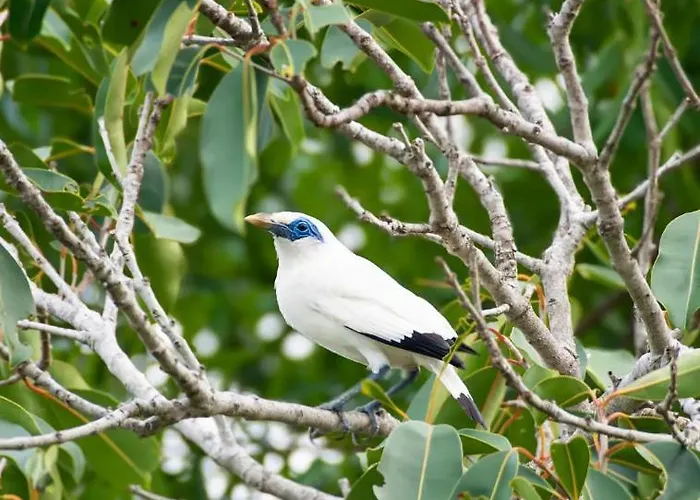 Penida Bird Sanctuary Camp
